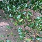 Quercus nigra Feuille