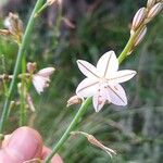 Asphodelus fistulosus 花