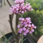 Verbena incompta फूल