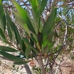 Acacia longifolia Folla