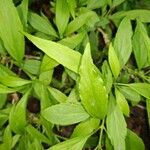 Clinacanthus nutans Leaf