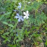 Phlox divaricata Folio