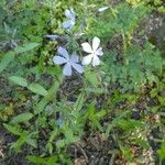 Phlox divaricata Blad