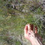 Lomatium triternatum Συνήθη χαρακτηριστικά