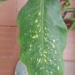 Zantedeschia albomaculata Folio