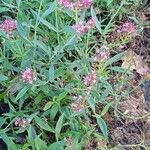 Valeriana lecoqii आदत