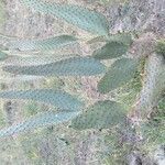 Opuntia engelmannii Foglia