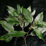 Quercus oxyodon عادت داشتن