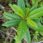 Frangula californica Blad