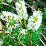 Melaleuca lanceolata ফুল