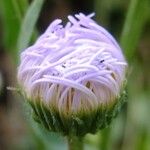 Erigeron glabellus Blüte