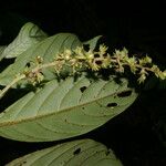 Bertiera bracteosa Flower