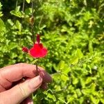 Salvia coahuilensis Floro