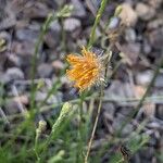 Scorzoneroides autumnalis Flower