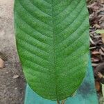 Annona neoinsignis Leaf