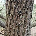 Quercus laurifolia Bark