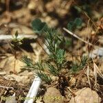 Polycnemum majus Libunga