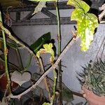 Begonia aconitifoliaList