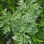 Artemisia absinthium List