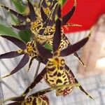 Brassia arachnoidea Flower