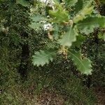 Quercus faginea Foglia