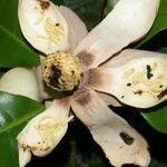 Magnolia gloriensis