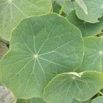 Tropaeolum minus Leaf