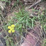 Lomatium triternatum Habitat