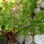 Dysphania botrys Fula