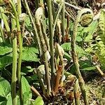 Osmunda regalis Lapas