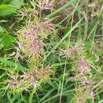 Poa bulbosa Flower