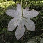 Cecropia insignis Hoja