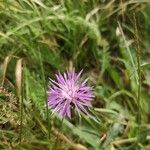 Centaurea jaceaFlower