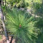 Pinus resinosa Frunză