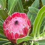 Protea caffra Flower