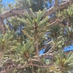 Pinus albicaulis Folha