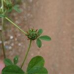 Trifolium glomeratum 葉