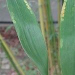 Phyllostachys flexuosa Hoja