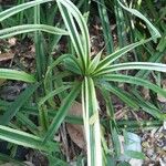 Pandanus purpurascens Hoja