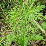 Equisetum pratense Лист