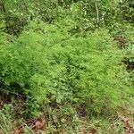 Asparagus tenuifolius 整株植物