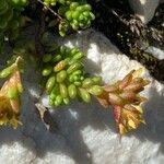 Sedum alpestre Blad