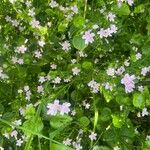 Claytonia sibiricaBlodyn