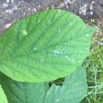 Rubus nigricans Blatt