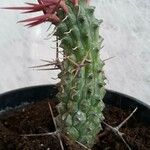 Euphorbia stellispina Hoja