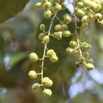 Sorindeia juglandifolia Frukto