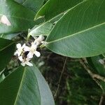 Avicennia germinans Other