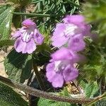 Galeopsis ladanum Fiore