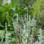 Teucrium marum Floare