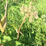 Angelica atropurpurea Цветок